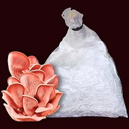 Edible Pink Oyster Mushroom Growing Kit (200 Gm + 2 PP Bags + Instruction Manual), First Generation Edible PSK Variety High Yield Big Size Pink Oyster Mushroom Seed for Home Garden - Grain Spawn-image-62