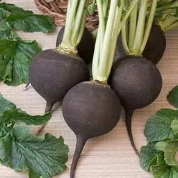 Golden Hills Farm® (AVG 500-1000) seeds BLACK RADISH SEEDS-image-4