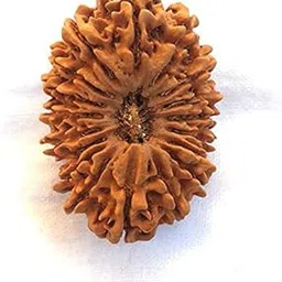 UrusGems Rare Ruthratcham Original अठारह मुखी रुद्राक्ष Natural & Pure 18 Mukhi Rudraksha Original Certified Nepali 18 Face Rudraksha Bead Athra Mukhi Rudraksha Pendant for Women & Men-image-42