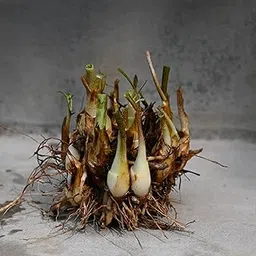 Original Rajanigandha flower LIVE plants Pack of 8-picture-16