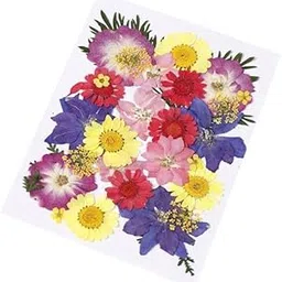 FABLOFT 2x20/30/35/40pcs Natural Dried Flowers Leaves for Art DIY Multicolor A 30pcs-picture-45
