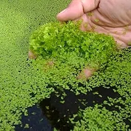 Lemna Minor Live Aquatic Duckweed Seeds | Natural Pond Cleaner & Oxygenating Plant for Aquarium, Fish Tank & Outdoor Ponds | Water Purifier | Pack of 500 pic-picture-11