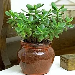 Big jade plant indoor live plant - Small, Good Luck Jade Plant,perfect for Green Ambiance and Positive Vibes! plants (Pack of 1)-image-56