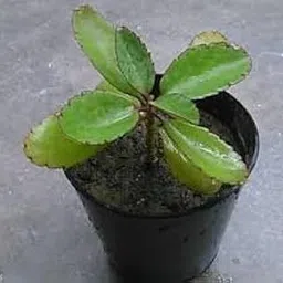 Bryophyllum pinnatum, Kidney Stone Plant, Patharchatta-picture-31