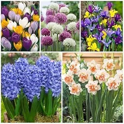 Mphmi Seedless Plant Flower Bulbs Plants Amazing Flower Bulbs - (15 Bulbs Pack)-picture-30