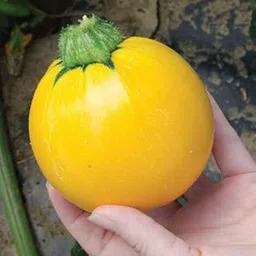 OMAXE Zucchini Imported Round Yellow Variety !!Sold by RAUNAK SEEDS, Delhi !! !!AVG 10 Seeds!! X 2 Packets-picture-17