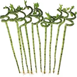 RSP HOME DECOR Spiral Lucky Bamboo Dancing Stick (4, Spiral 150 CM)-picture-39