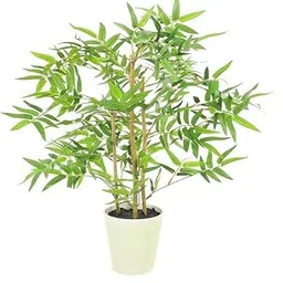 Charming Gronhus Golden Bamboo Plant Holy And Fengsui Golden Bamboo Live Plant With Black Plastic Pot-picture-12
