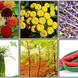 Creative Farmer Seeds Combo Herb Seeds & Vegetable Seeds : Amaranthus(Green), Chilly, Dahlia -Pompon, Drum Stick Globosa, Lavender, Garlic Chives Fruit Seeds For Home Garden-picture-44