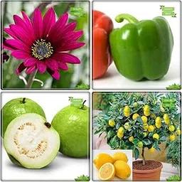 Creative Farmer Gardening Seeds Combo Tree Seeds : Psidium Guava, Lemon Fruit, Acrolinum Roseum, Capsicum Red Flower Seeds Fruit Seeds For Home Garden-picture-31