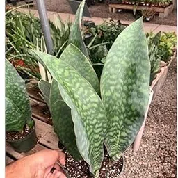 Jyoti's Paudhe Snake Plant, Sansevieria Masoniana Whale Fin, Indoor Decorative Plant with Pot-image-98