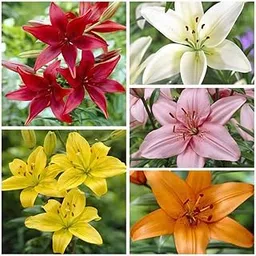 Oriental lilium flower bulbs, bulb flower lilium oriental,100% germination (pack of 4)-picture-26