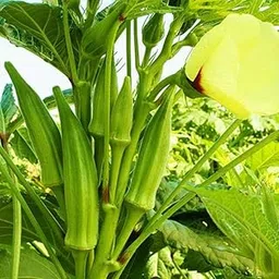 Lady finger seeds organic || Seeds for lady finger organic || 20 Seeds-image-16
