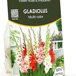 LIVE GREEN Gladiolus Double Mix Flower Imported (Pack of 30 Bulbs) (PL-0SEED23)-picture-33