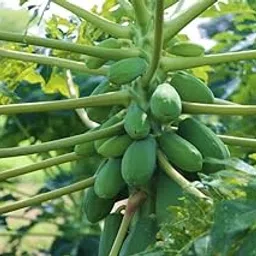 Hybrid papaya seeds for home garden Pack Of 550-image-12