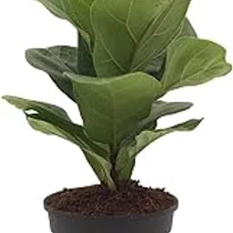 Ficus lyrata, Fiddle Leaf fig Live Plant, Pot Size 5" 1 Piece-picture-16