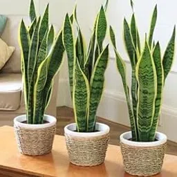 Snake Plant (Sansevieria) in Woven Basket Planter, Indoor Live Plants, Set of 3 plant hight 2/3 feet with pot-image-24