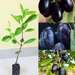 Thai KG 10 Black Jamun Jambolan Jam Grafted Fruit Live Plant (1.5-3 Feet Height) (Pack of 1 live plant)-image-55