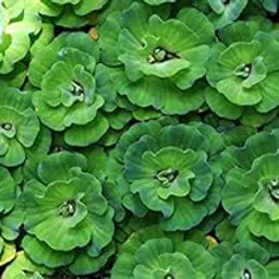 Aquatic Plant Pistia, Water Lettuce,Water Cabbage 5 Fresh water Aquatic plant-picture-33