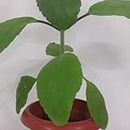 Patharchatta Plant - Live Bryophyllum | Air Purifying Indoor Plant | Low Maintenance | Succulent with Medicinal Benefits | Plant with 4 Inches Pot-image-91