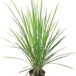 Lemon grass tree live plant (Pack of 1)-image-37