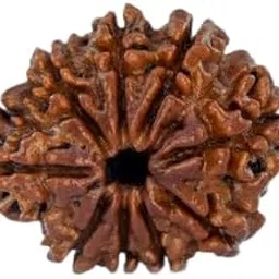 MAA SHAKTI GEMS नौ मुखी रुद्राक्ष For Make Pendant Mala Natural Brown 9 Mukhi Rudraksha From Nepal Superb Turnk Beads Nine Face Rudraksha IGL Lab Certified For Men Women-picture-20