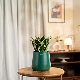 Kyari Sansevieria Golden Hahnii Snake Live Indoor Plant With Green Self Watering Metal Pot - Medium 5.5 Inch-picture-13
