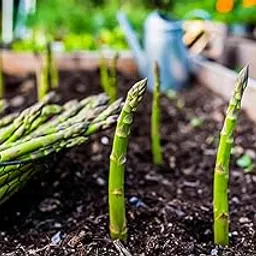 Asparagus seeds for home garden, Seeds for home garden asparagus, Pack of 25 seeds-picture-17