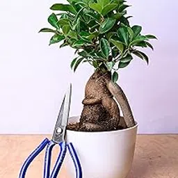 Pot's & Plant's 4-Year-Old Grafted Ficus Bonsai Live Plant for Home & Office Décor | Air Purifying Feng Shui Plant in Multicolor Pot with Professional Scissor for Pruning & Care-image-26
