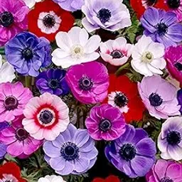 Garden® Imported Anemone Flower Plants Bulbs For Outdoor Gardening (Pack Of 5 Bulbs) image 1