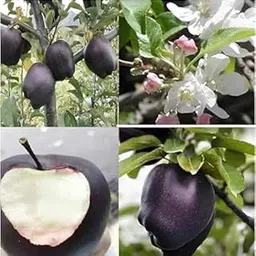 BHUMI ENTERPRISE Expensive Black Diamond Apple Grafted Live Plant,Very Sweet "Rare Variety" Suitable for Hot & Cold Climate Grafted (Fruit After 1 Year)-picture-52