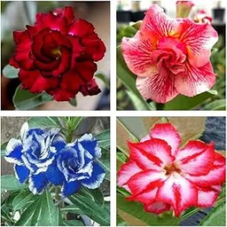 Hybrid Adenium Live Plant Pack Of 4(Combo Pack) Rare Multicolor Healthy Plant-image-58