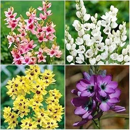Mphmi Seedless Plant Flower Bulbs Plants Serene Ixia (16 Bulbs Pack)-picture-38