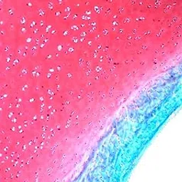 GRAMS SAFRANIN 0.5% W/V SOLUTION 125 ML CAS NO 477-73-6-picture-21