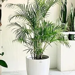 3 Ft height Indoor plants for living room bonsai,Indoor Outdoor Decoration Natural Live A Big Size Areca Palm (Pack of 1 With pot) || For Home Garden Tree Outdoor indoor plant-picture-26