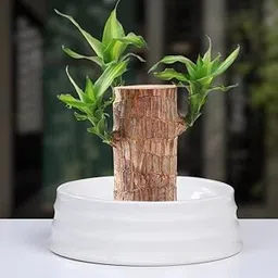 Lucky brazilian wood plant for home,Healthy Indoor Live Lucky Brazilian Wood Plant for Living Room, Feng Shui Plant,Good luck Plant (Pack of 1)-picture-53