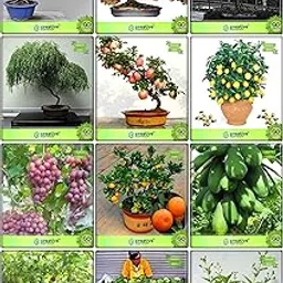 Creative Farmer Seed Combo Fruit Bonsai Suitable & Bonsai Suitable : Blue Jacaranda, Delonix Regia, Copperpod, Har Singar, Pomagranate, Apple, Lemon Fruit, Grape, Orange, Papaya, Passion Fruit - Violet, Kilo Pera For Gardening-image-27