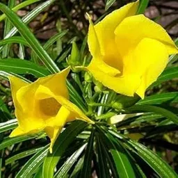 UGANIO PLANT Kaner - Nerium Oleander Yellow Live Plant with pot-picture-12