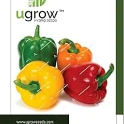 JD AGRO Capsicum Vegetable Mix Seeds | 25 Seed Each Pack F1 Hybrid Bell Pepper| Indoor Outdoor Home Gardening-picture-22