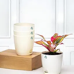Nurturing Green® Combo of 4 Self Watering Flower Pots for Plants | Plastic Plant Pots | Planter Pots for Home, Indoor Living Room,Garden (Color: Ivory, Size: 11.5cm x 11cm Each)-image-7