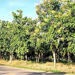 Southside Naturals 50 Teak Wood Tree Seeds | Fast Growing Sagwan Tree Seeds | Tectona Grandis, Nilambur Teak Seeds for Planting, Growing & Gardening | Easy to Grow | Low Maintenance | Pack of 1-picture-23