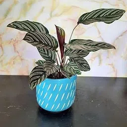 Live Calathea Ornata Pinstripe Prayer Plant, Tropical Indoor Houseplant, Decorative Air Purifying Plant(Pack of-1) plant A_8-image-0