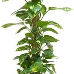 Live Money Plant. Indoor Or Outdoor .Healthy Plant. Good Luck Money Real Live Plant Golden Pothos Plant Air Purifying Plant Indoor Plant for Home and(pack of 1 with pot)-image-20