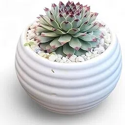 Live Laxmi Kamal Succulent Plant - Indoor Decorative Plant for Home & Office | Low Maintenance, Air-Purifying, Perfect for Gifting(LAXMI KAMAL PLANT) Without Pot-picture-13