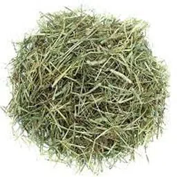Premium Hay for Rabbits – 100% Natural Grass | High Fiber | Fresh & Fragrant | for Guinea Pigs, Hamsters & Small Pets (1kg)-image-96