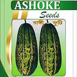 ASHOKE Seeds Buy Marathi Tondli Kakdi Seeds – Best for Home Gardening (Pack of 50 seeds)-picture-69
