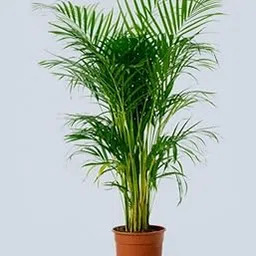 Bamboo Palm Plant | Green Areca Palm Plant/Tree | Pack of 1 Pis-picture-28