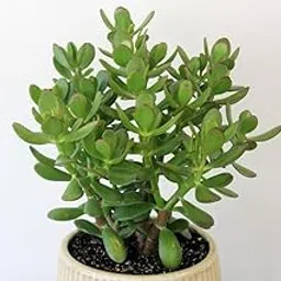Good Luck Jade Plant Crassula Ovata Live Indoor Plants Without Pot (Pack of 1)_-picture-36