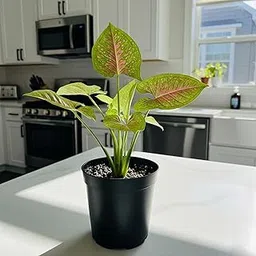 SA CART Rare Pink Confetti Syngonium Plant Pack Of 2 - Green & Pink Spotted Arrowhead Vine - Stunning Indoor Foliage - Healthy Live Plant in 4-inch Pot)-picture-16