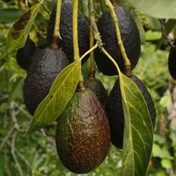 Live Hass Avocado Plant, Grafted Dwarf Variety, Healthy Fruit Tree Sapling for Home Garden-picture-16